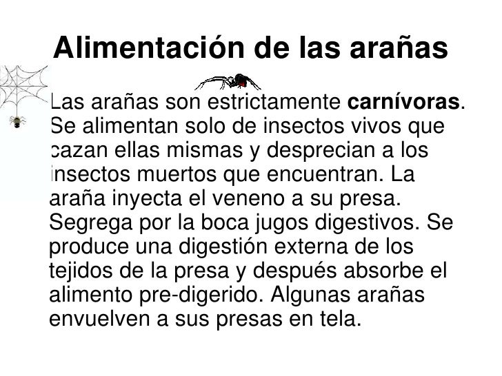 Las arañas juli e igor Las arañas juli e igor