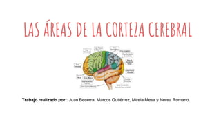 LAS ÁREAS DE LA CORTEZA CEREBRAL
Trabajo realizado por : Juan Becerra, Marcos Gutiérrez, Mireia Mesa y Nerea Romano.
 