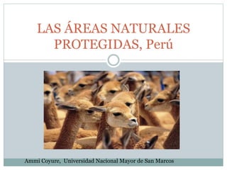 LAS ÁREAS NATURALES
PROTEGIDAS, Perú
Ammi Coyure, Universidad Nacional Mayor de San Marcos
 