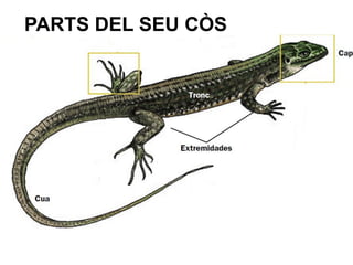 PARTS DEL SEU Ò
 