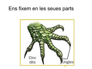 Ens fixem en les seues parts
 