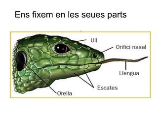 Ens fixem en les seues parts
 