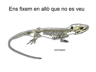 Ens fixem en allò que no es veu




                  VERTEBRAT
 