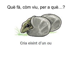 Què fà, còm viu, per a què…?
 
