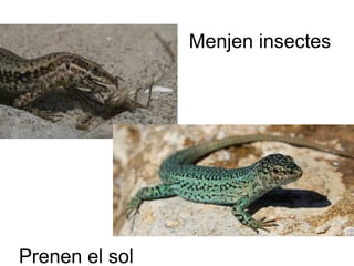 Menjen insectes




Prenen el sol
 