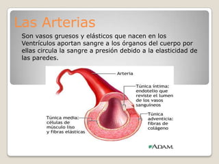 Las Arterias
 Son vasos gruesos y elásticos que nacen en los
 Ventrículos aportan sangre a los órganos del cuerpo por
 ellas circula la sangre a presión debido a la elasticidad de
 las paredes.
 