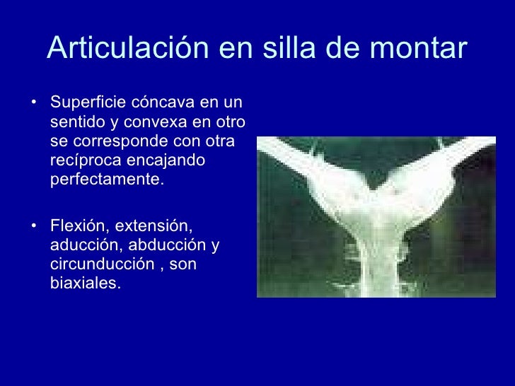 Las Articulaciones