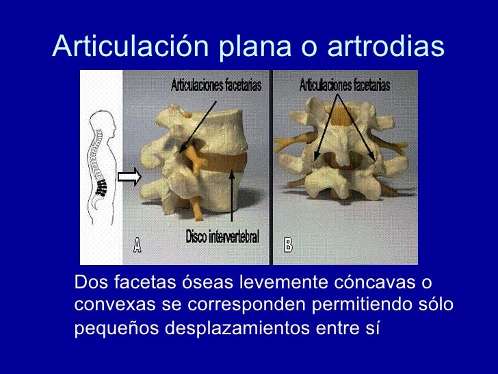 las-articulaciones