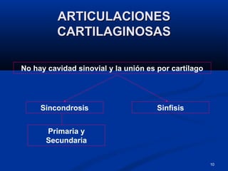 10
ARTICULACIONESARTICULACIONES
CARTILAGINOSASCARTILAGINOSAS
SinfisisSincondrosis
No hay cavidad sinovial y la unión es por cartílago
Primaria y
Secundaria
 