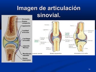14
Imagen de articulaciónImagen de articulación
sinovial.sinovial.
 
