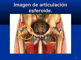 17
Imagen de articulaciónImagen de articulación
esferoide.esferoide.
 
