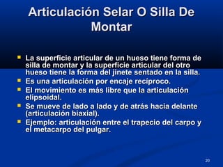 20
Articulación Selar O Silla DeArticulación Selar O Silla De
MontarMontar
 La superficie articular de un hueso tiene forma deLa superficie articular de un hueso tiene forma de
silla de montar y la superficie articular del otrosilla de montar y la superficie articular del otro
hueso tiene la forma del jinete sentado en la silla.hueso tiene la forma del jinete sentado en la silla.
 Es una articulación por encaje recíproco.Es una articulación por encaje recíproco.
 El movimiento es más libre que la articulaciónEl movimiento es más libre que la articulación
elipsoidal.elipsoidal.
 Se mueve de lado a lado y de atrás hacia delanteSe mueve de lado a lado y de atrás hacia delante
(articulación biaxial).(articulación biaxial).
 Ejemplo: articulación entre el trapecio del carpo yEjemplo: articulación entre el trapecio del carpo y
el metacarpo del pulgar.el metacarpo del pulgar.
 