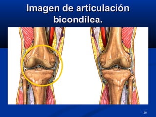28
Imagen de articulaciónImagen de articulación
bicondílea.bicondílea.
 