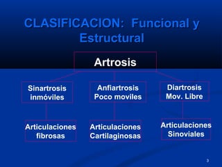 3
CLASIFICACION: Funcional yCLASIFICACION: Funcional y
EstructuralEstructural
Sinartrosis
inmóviles
Artrosis
Diartrosis
Mov. Libre
Articulaciones
fibrosas
Articulaciones
Cartilaginosas
Articulaciones
Sinoviales
Anfiartrosis
Poco moviles
 