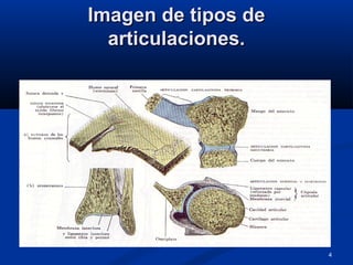 4
Imagen de tipos deImagen de tipos de
articulaciones.articulaciones.
 