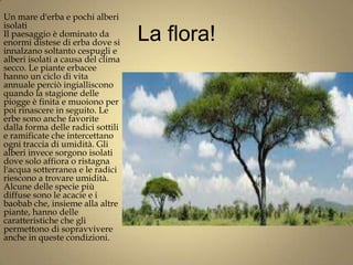 Un mare d'erba e pochi alberi
isolati
Il paesaggio è dominato da
enormi distese di erba dove si     La flora!
innalzano soltanto cespugli e
alberi isolati a causa del clima
secco. Le piante erbacee
hanno un ciclo di vita
annuale perciò ingialliscono
quando la stagione delle
piogge è finita e muoiono per
poi rinascere in seguito. Le
erbe sono anche favorite
dalla forma delle radici sottili
e ramificate che intercettano
ogni traccia di umidità. Gli
alberi invece sorgono isolati
dove solo affiora o ristagna
l'acqua sotterranea e le radici
riescono a trovare umidità.
Alcune delle specie più
diffuse sono le acacie e i
baobab che, insieme alla altre
piante, hanno delle
caratteristiche che gli
permettono di sopravvivere
anche in queste condizioni.
 