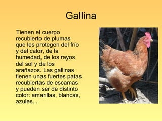 Gallina Tienen el cuerpo recubierto de plumas que les protegen del frío y del calor, de la humedad, de los rayos del sol y de los arañazos. Las gallinas tienen unas fuertes patas recubiertas de escamas y pueden ser de distinto color: amarillas, blancas, azules...  