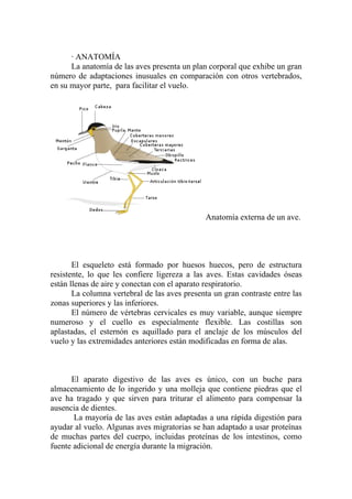 · ANATOMÍA
      La anatomía de las aves presenta un plan corporal que exhibe un gran
número de adaptaciones inusuales en comparación con otros vertebrados,
en su mayor parte, para facilitar el vuelo.




                                              Anatomía externa de un ave.




       El esqueleto está formado por huesos huecos, pero de estructura
resistente, lo que les confiere ligereza a las aves. Estas cavidades óseas
están llenas de aire y conectan con el aparato respiratorio.
       La columna vertebral de las aves presenta un gran contraste entre las
zonas superiores y las inferiores.
       El número de vértebras cervicales es muy variable, aunque siempre
numeroso y el cuello es especialmente flexible. Las costillas son
aplastadas, el esternón es aquillado para el anclaje de los músculos del
vuelo y las extremidades anteriores están modificadas en forma de alas.



      El aparato digestivo de las aves es único, con un buche para
almacenamiento de lo ingerido y una molleja que contiene piedras que el
ave ha tragado y que sirven para triturar el alimento para compensar la
ausencia de dientes.
       La mayoría de las aves están adaptadas a una rápida digestión para
ayudar al vuelo. Algunas aves migratorias se han adaptado a usar proteínas
de muchas partes del cuerpo, incluidas proteínas de los intestinos, como
fuente adicional de energía durante la migración.
 