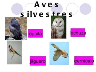 Aves silvestres águila búho jilguero cernícalo águila lechuza jilguero cernícalo 
