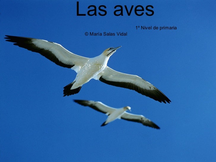 Las aves   1º Nivel de primaria    © María Salas Vidal  