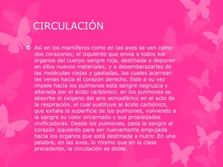 CIRCULACIÓN
 Así en los mamíferos como en las aves se ven como
dos corazones; el izquierdo que envía a todos los
órganos del cuerpo sangre roja, destinada a deponer
en ellos nuevos materiales, y a desembarazarles de
las moléculas viejas y gastadas, las cuales acarrean
las venas hacia el corazón derecho. Este a su vez
impele hacia los pulmones esta sangre negruzca y
alterada por el ácido carbónico; en los pulmones se
absorbe el oxígeno del aire atmosférico en el acto de
la respiración, el cual sustituye al ácido carbónico,
que exhala la superficie de los pulmones, volviendo a
la sangre su color encarnado y sus propiedades
vivificadoras. Desde los pulmones, pasa la sangre al
corazón izquierdo para ser nuevamente empujada
hacia los órganos que está destinada a nutrir. En una
palabra, en las aves, lo mismo que en la clase
precedente, la circulación es doble.
 