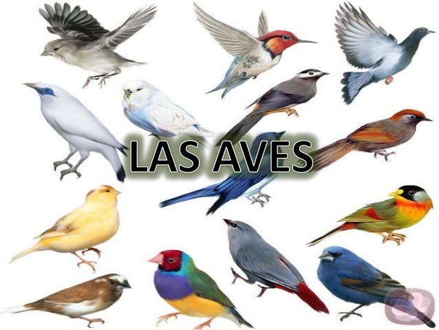Resultado de imagen para imagenes que son las aves