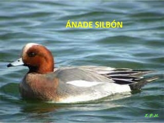 Las aves de doñana (2003).