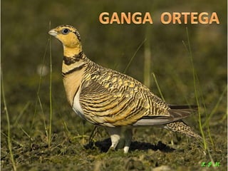 Las aves de doñana (2003).