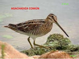 Las aves de doñana (2003).