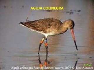 Las aves de doñana (2003).