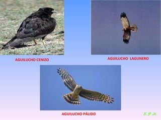 Las aves de doñana (2003).