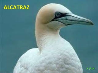 Las aves de doñana (2003).