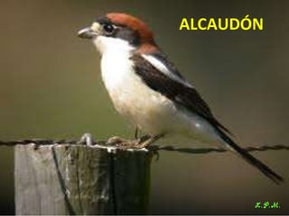 Las aves de doñana (2003).