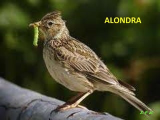 Las aves de doñana (2003).