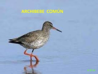 Las aves de doñana (2003).