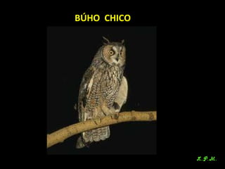 Las aves de doñana (2003).