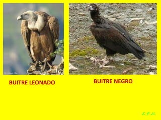 Las aves de doñana (2003).