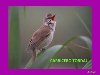 Las aves de doñana (2003).