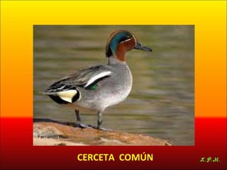 Las aves de doñana (2003).