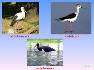 Las aves de doñana (2003).