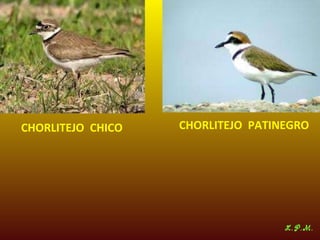 Las aves de doñana (2003).