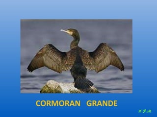 Las aves de doñana (2003).