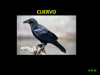 Las aves de doñana (2003).