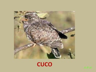 Las aves de doñana (2003).