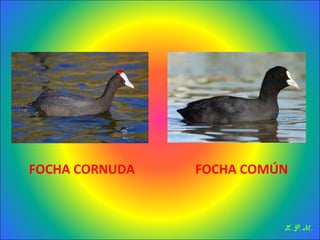 Las aves de doñana (2003).