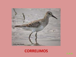 Las aves de doñana (2003).