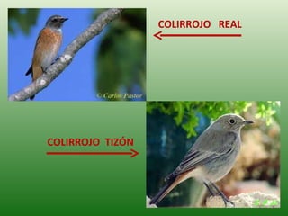 Las aves de doñana (2003).