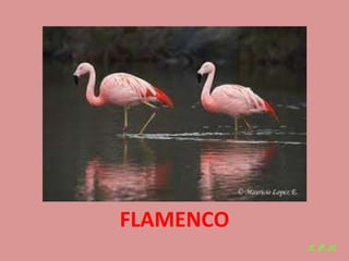 Las aves de doñana (2003).