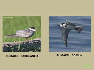 Las aves de doñana (2003).