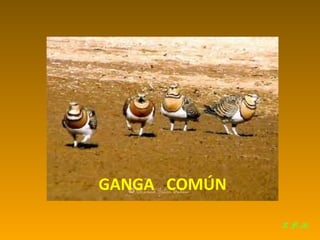 Las aves de doñana (2003).